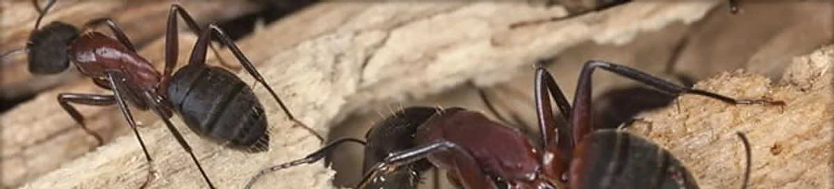 Close-up of ants on wood showing an active ant infestation in Baltimore, MD