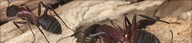 Close-up of ants on wood showing an active ant infestation in Baltimore, MD
