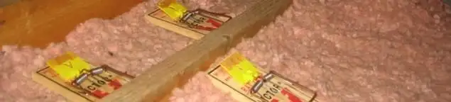 Mouse traps placed in an attic for rodent control in Baltimore, MD
