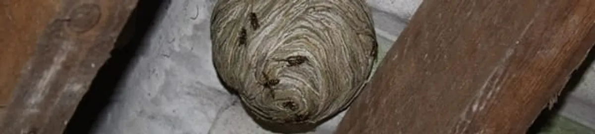 Wasp nest in an attic space, a common home infestation risk in Baltimore, MD