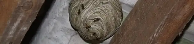 Wasp nest in an attic space, a common home infestation risk in Baltimore, MD
