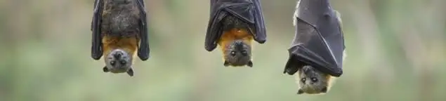 Bats roosting together, a common sign of a bat infestation in Baltimore, MD