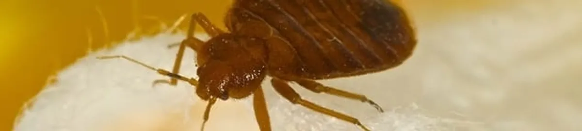 Close-up of a bed bug, a sign of an active infestation in Baltimore, MD