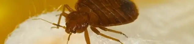 Close-up of a bed bug, a sign of an active infestation in Baltimore, MD