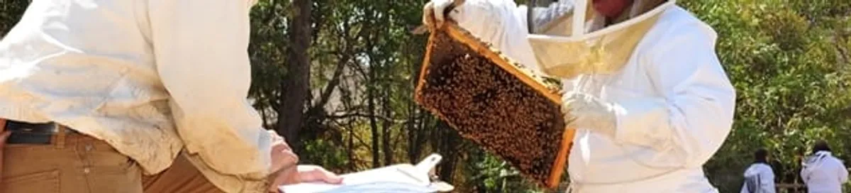 Bee removal specialists relocating a hive and honeycomb safely in Baltimore, MD