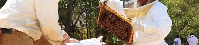 Bee removal specialists relocating a hive and honeycomb safely in Baltimore, MD
