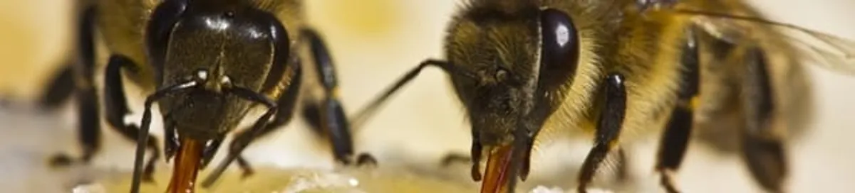 Close-up of honey bees, a sign of a nearby hive in Baltimore, MD