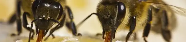 Close-up of honey bees, a sign of a nearby hive in Baltimore, MD