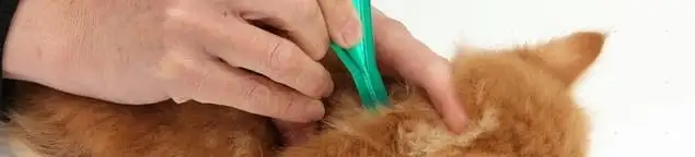 Flea treatment for pets using a flea comb, a sign of flea problems in Baltimore, MD