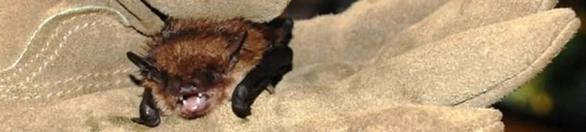 Bat removal specialist holding a bat safely during humane exclusion in Baltimore, MD