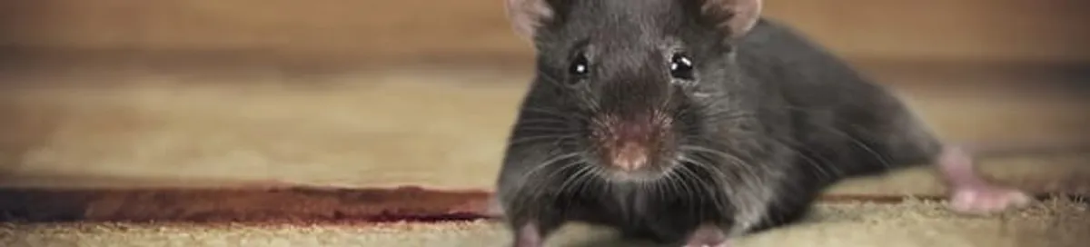 Mouse indoors, a common sign of a rodent infestation in Baltimore, MD