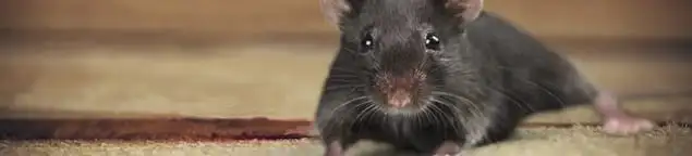 Mouse indoors, a common sign of a rodent infestation in Baltimore, MD