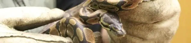 Snake removal specialist safely handling a snake with protective gloves in Baltimore, MD