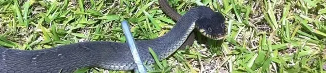 Snake in a yard, a common sign of a snake problem near a home in Baltimore, MD