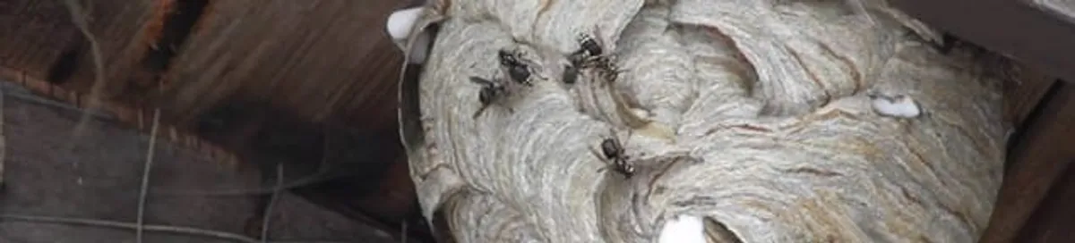 Close-up of a wasp nest with active wasps, a sign of an infestation in Baltimore, MD