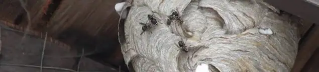 Close-up of a wasp nest with active wasps, a sign of an infestation in Baltimore, MD